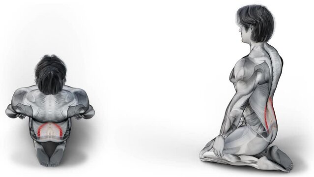 3d render of muscular man figure doing Lower back Stretch from two different angles
