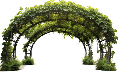 Spherical Pergola with Climbing Vines Isolated on Transparent Background PNG.