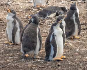 Gentoo peguin chicks still with their down plumage waiting for the returning parents to feed them,...
