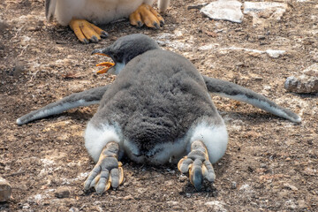 Gentoo penguin chick relaxing while exposing its bare feet to reduce its temperature on a warm day, Lagoon Bluff, Stanley, Falkland Islands, UK