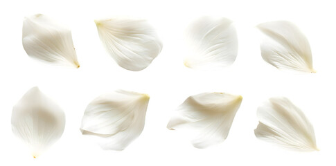 Collection of soft white flower petals isolated on transparent background - Powered by Adobe
