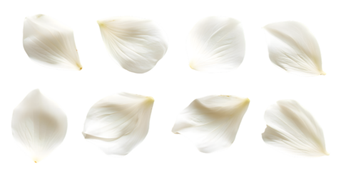 Collection of soft white flower petals isolated on transparent background