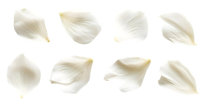 Collection of soft white flower petals isolated on transparent background