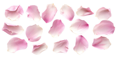 Collection of soft pink flower petals isolated on transparent background