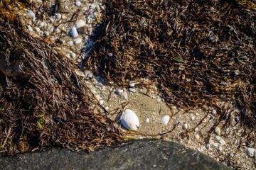 seaweed and shells on the beach in the sand, and waves from the ocean in the water © Phoebe