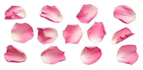Collection of soft pink flower petals isolated on transparent background