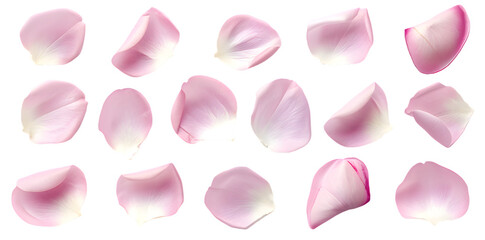 Collection of soft pink flower petals isolated on transparent background