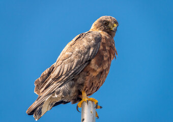 A hawk on its perch looking for prey on the beaches of Lagoon Bluff, Falkland Islands (Islas Malvinas), UK