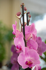 Pink Orchid Elegance: Blooming Beauty