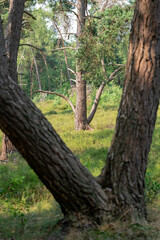 Fototapeta premium Tree in the forest and heathland of nature reserve Zonneheide in Hilversum in The Netherlands