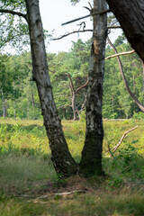 Fototapeta premium Tree in the forest and heathland of nature reserve Zonneheide in Hilversum in The Netherlands