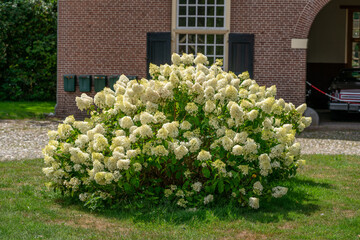 Hortensia Paniculata growing in courtyard of estate in Loenen (The Netherlands).