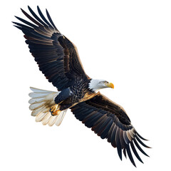 Fototapeta premium Big eagle looking isolated on white.