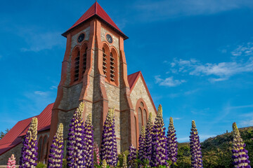 Lupins in full summer blossom with the historic Anglican Cathedral of Stanley in the background,...