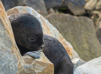 Lagoon Bluff, Stanley, Falkland Islands (Islas Malvinas), UK