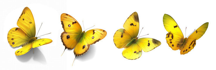 Collection set of yellow butterflies isolated on transparent or white background, png