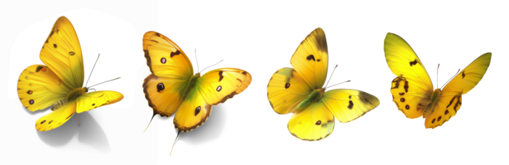 Collection set of yellow butterflies isolated on transparent or white background, png