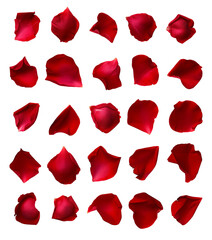 Rose petals isolated on transparent or white background, png