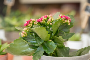 Sculpted Elegance: Kalanchoe in Grey Pot