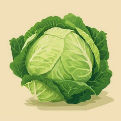 Fototapeta premium one cabbage illustration.