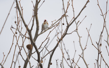 bird sparrow
