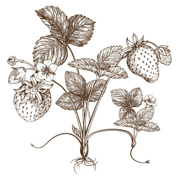 Sketch of a strawberry bush. Berries, flowers, branches and leaves on a white background. Vector, linear illustration in the style of an old engraving. Images for packaging herbal tea, jam.