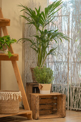Indoor Greenery by the Window