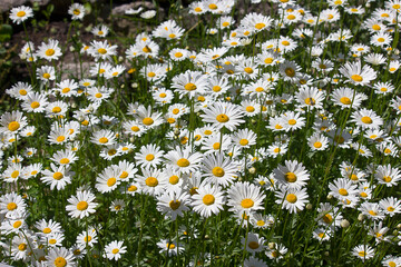 A bed of white flowering daisies in close-up. Decorative daisy garden flowers.