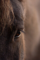 Zbliżenie oka konia - obrazy, fototapety, plakaty