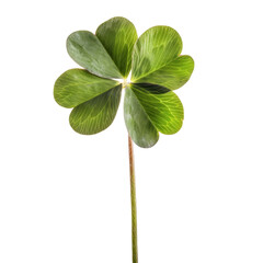 Four-Leaf Clover Isolated on White or Transparent Background