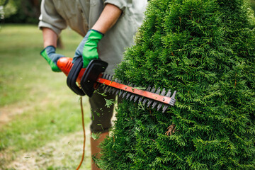 Trimming and landscaping of bushes at backyard. Woman gardener is using electric hedge trimmer to trim thuja shrub in garden - obrazy, fototapety, plakaty