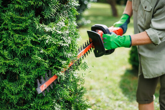 Gardener is using rechargeable cordless hedge trimmer to trim overgrown thuja shrub in garden. Regular trimming of bushes at landscaped backyard