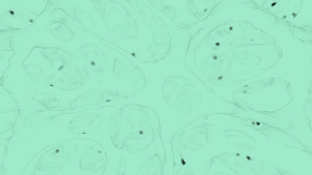 The camera delves into a realistic 3D animation of spongy bone tissue, mirroring the detail seen in electron microscopy.