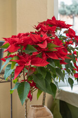 Red poinsettia in a tall pot in front of a window in spain