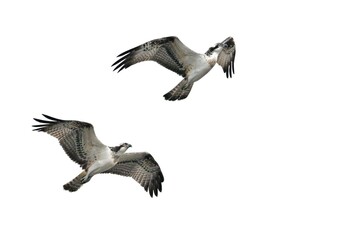 Zwei Fischadler (Pandion haliaetus) beim Luftkampf - obrazy, fototapety, plakaty