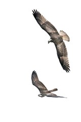 Zwei Fischadler (Pandion haliaetus) beim Luftkampf
