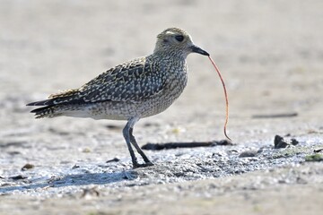 Goldregenpfeifer (Pluvialis apricaria) zieht Wurm aus dem Sand