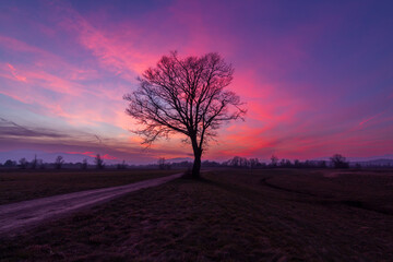 Fototapeta na wymiar A majestic leafless tree near a path by the old river way in glorious pinky sunset