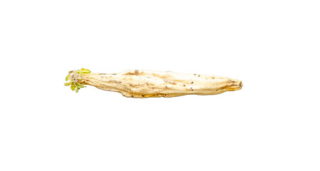 Un fresh old white daikon radish stored for a long time. on transparent background