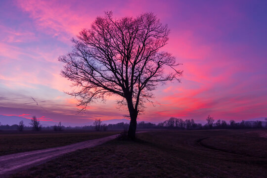 A majestic leafless tree near a path by the old river way in glorious pinky sunset