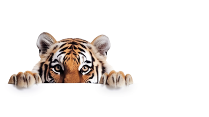 Curious tiger cub peering over the edge of blank banner, cut out