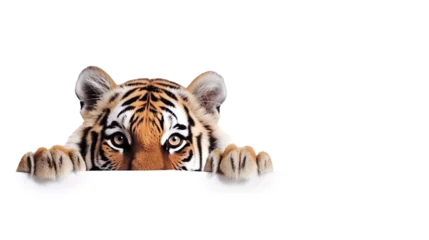 Zelfklevend Fotobehang Curious tiger cub peering over the edge of blank banner, cut out © Yeti Studio