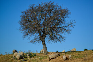 Troupeau de moutons dans une pâture 
