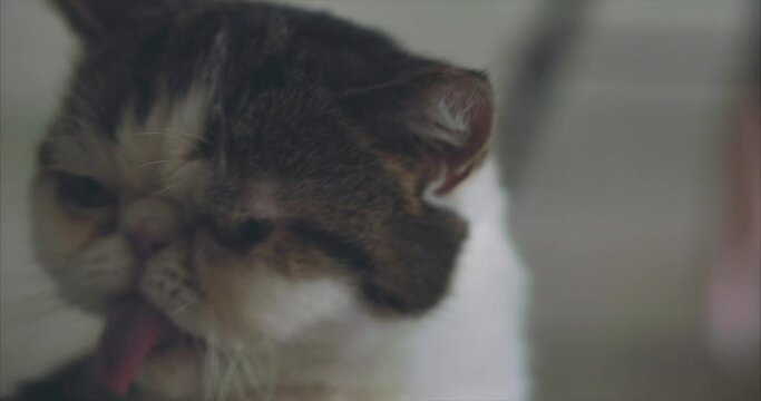 Beautiful cat Snoopy exotic, white, close-up. CINEMATIC
