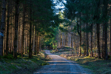 Fototapeta premium Bavarian Forest foot path with light at the end of the tunnel