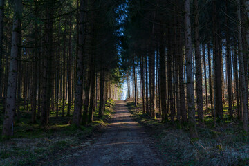 Obraz premium Bavarian Forest foot path with light at the end of the tunnel