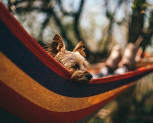 Yorkshire Terrier is taking a leisurely break in a hammock, gazing out into the distance