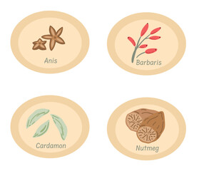 Spices stickers nutmeg cardamon and anis flat design