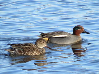 A pair of Eurasian Teal ducks (Anas crecca)