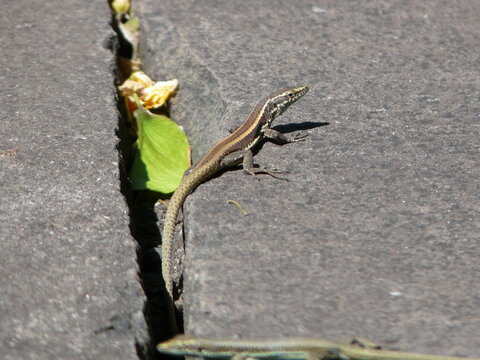Madeiran Wall Lizard (Teira dugesii) on the island of Madeira